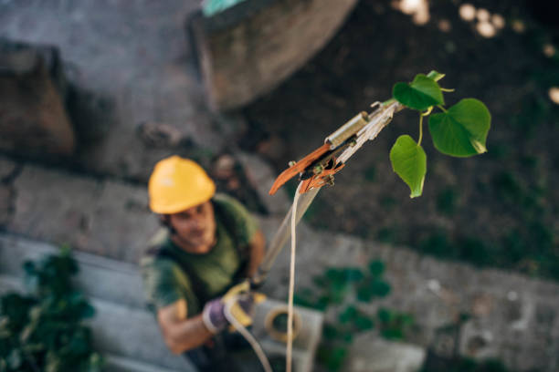 Trusted Redgranite, WI  Tree Services Experts